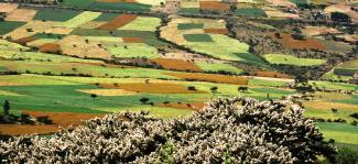 Ethiopian fields