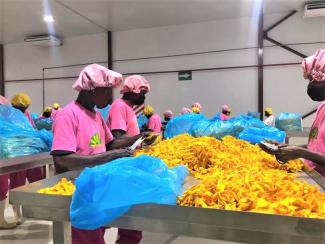 People wearing bright pink shirts and food safety hair coverings sort through piles of bright orange dried mangoes.
