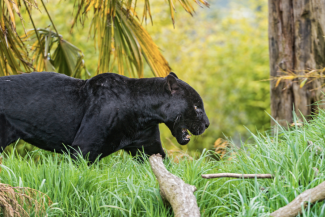 Jaguar negro en la Amazonía en peligro de extinción