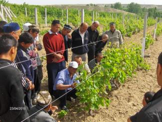 Фермеры принимают участие в тренинге, посвященном методам прививки винограда, который проводится в рамках проекта USAID по развитию рыночных связей в сельском хозяйстве (AgLinks Plus).