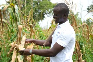 Mamadou Ballo shows a corn cob in the composted field.