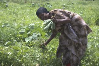 Katho Dida harvests fresh produce from the farm. Photo credit: Mercy Mbuge/USAID