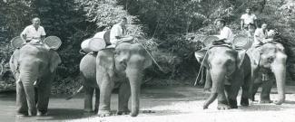 Elephants carry malaria control supplies to remote parts of Thailand as part of the large-scale malaria control project led by USAID in the 1960s.