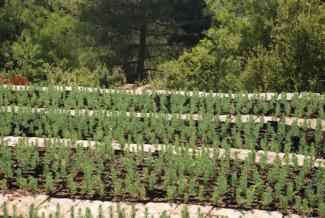 Trees from this native pine nursery, supported by Lebanon Reforestation Initiative, will reforest many acres of Lebanon’s countryside.