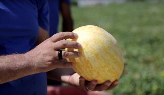 Roma Salamatov, a melon exporter in a melon field in Kashkadarya region, Uzbekistan