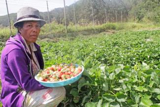California Frigo strawberry plants were distributed in Aileu, Ainaro, and Ermera. Some of the farmer groups’ incomes have increased by nearly 320 percent from $1,200 to $5,000 since the activity began.