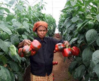 Woman standing between rows of plants holding up red bell peppers in both hands.