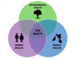 One Health graphic