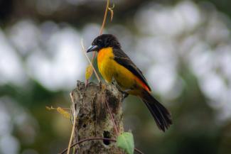 Rhampocelus flammigerus, also know as the flame-rumped tanager. Millions of people around the world enjoy birdwatching for recreation, and the U.S. National Institutes of Health says it “is considered one of the fastest growing nature-based tourism sectors in the world.”
