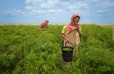 Women harvesting chilies