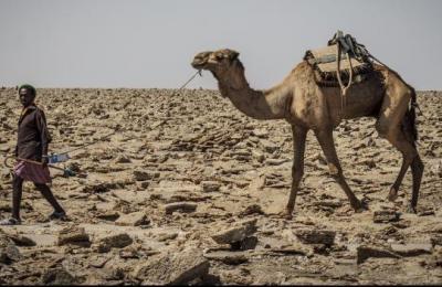 a man leads a camel through a desert