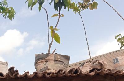 potted plants on a rooftop