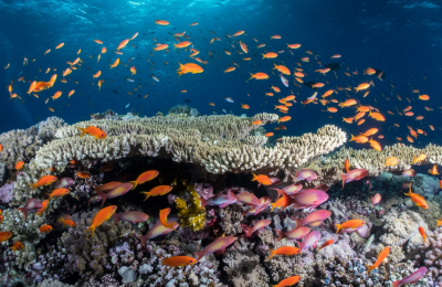 Dozens of multicolored fish swim around coral in Egypt. 