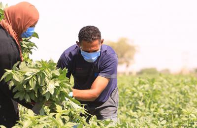 Two farmers working in the field, picking ‘mloukhieh’ leaves in Ghor As-Safi, Jordan. Photo Credit: Mohammad Magayda, USAID Jordan Mission
