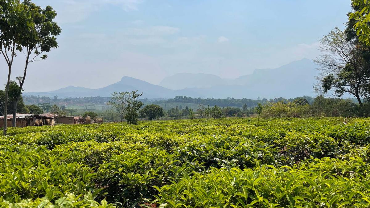 A lush landscape in Malawi