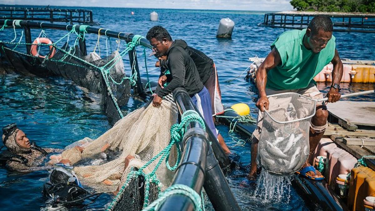 More countries have turned to fish farming as supplies of wild-caught fish dwindle at an alarming rate. In the Marshall Islands, the national government champions sustainable fisheries management to avert a fishing crisis that would further affect people’s food security and livelihood.