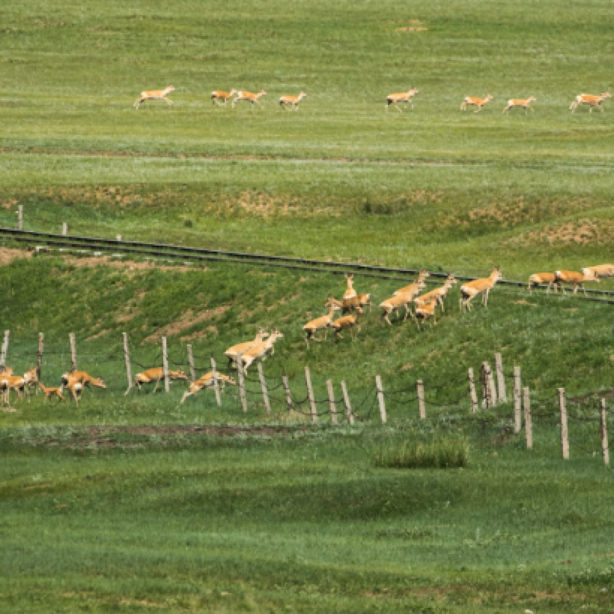 Herd of deer moving through a field