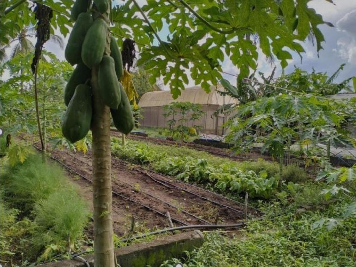 Ameir’s horticultural farm in Kibele Zanzibar. 