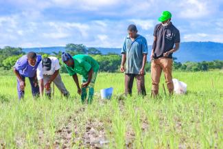 Farmers trained to apply the urea deep placement technology on rice in Senegal. 