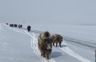 Click to view Reporting From: Mongolia