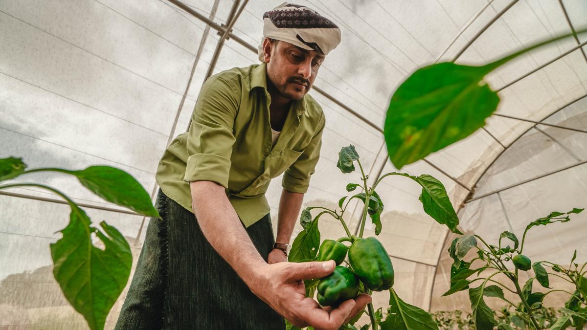 Farmer in a greenhouse observing a green pepper. 