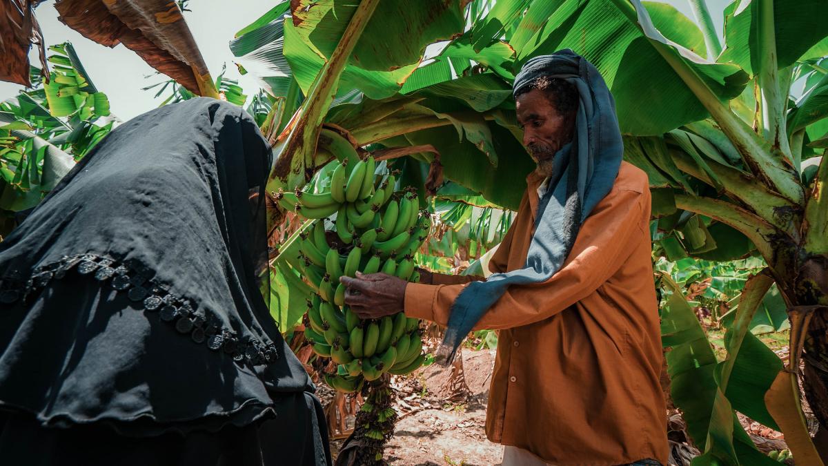 Ms. Ahmad is growing a more profitable crop—bananas—instead of watermelons and almonds. 