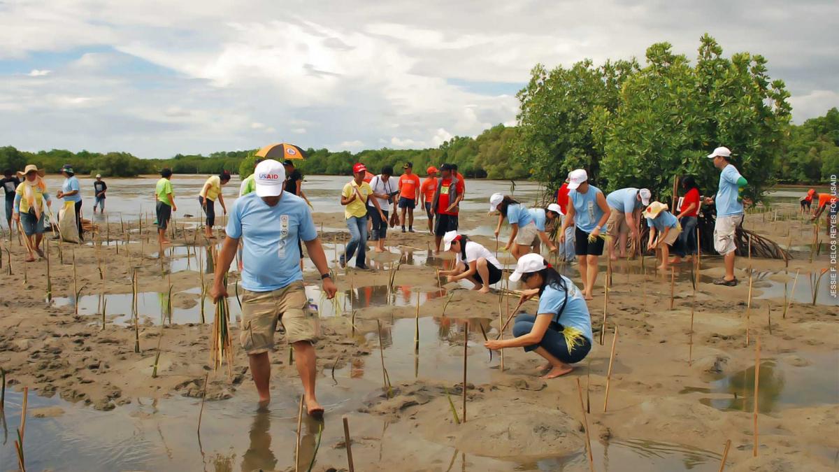 People planting mangroves on a shoreline