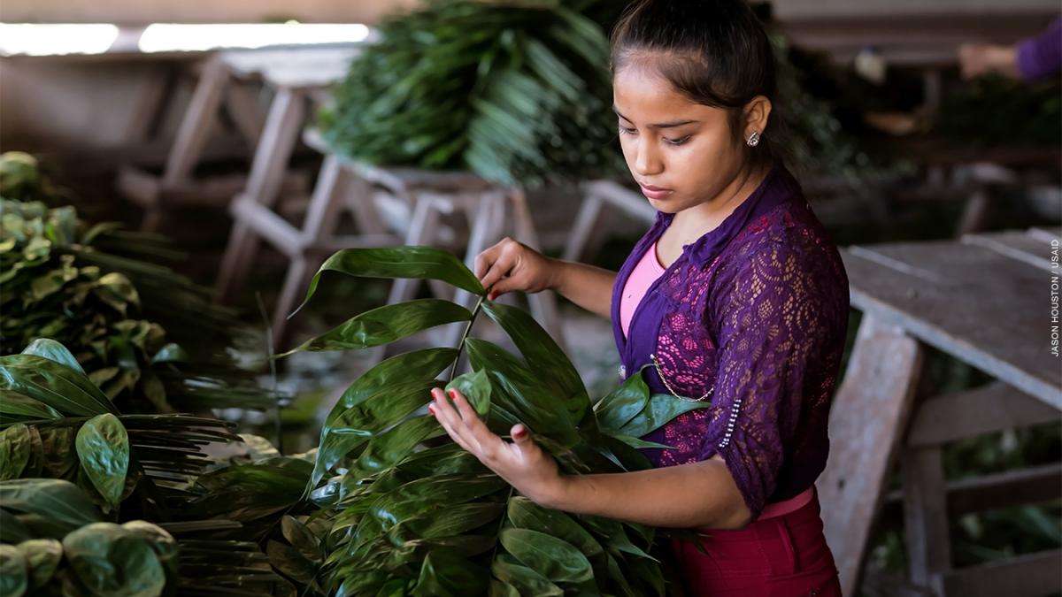 A young Guatemalan woman sorts xate for processing