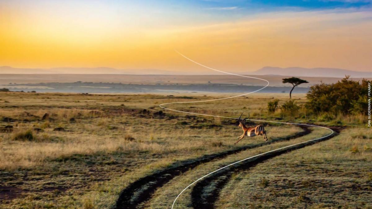 An antelope crosses the Kenyan savanna at dusk.