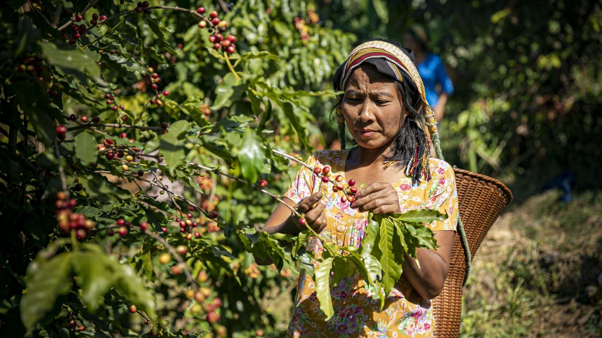 Ms. Zing Pian Mawi Bawm grows coffee in Bangladesh