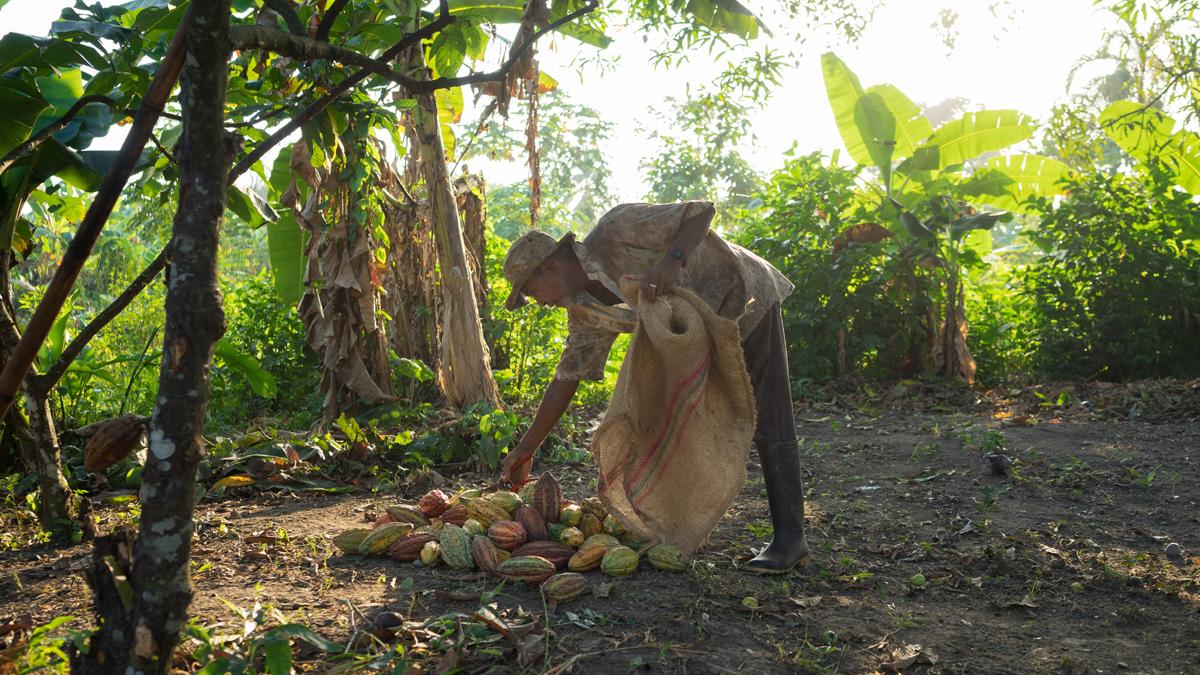 Cocoa farmer in the field.