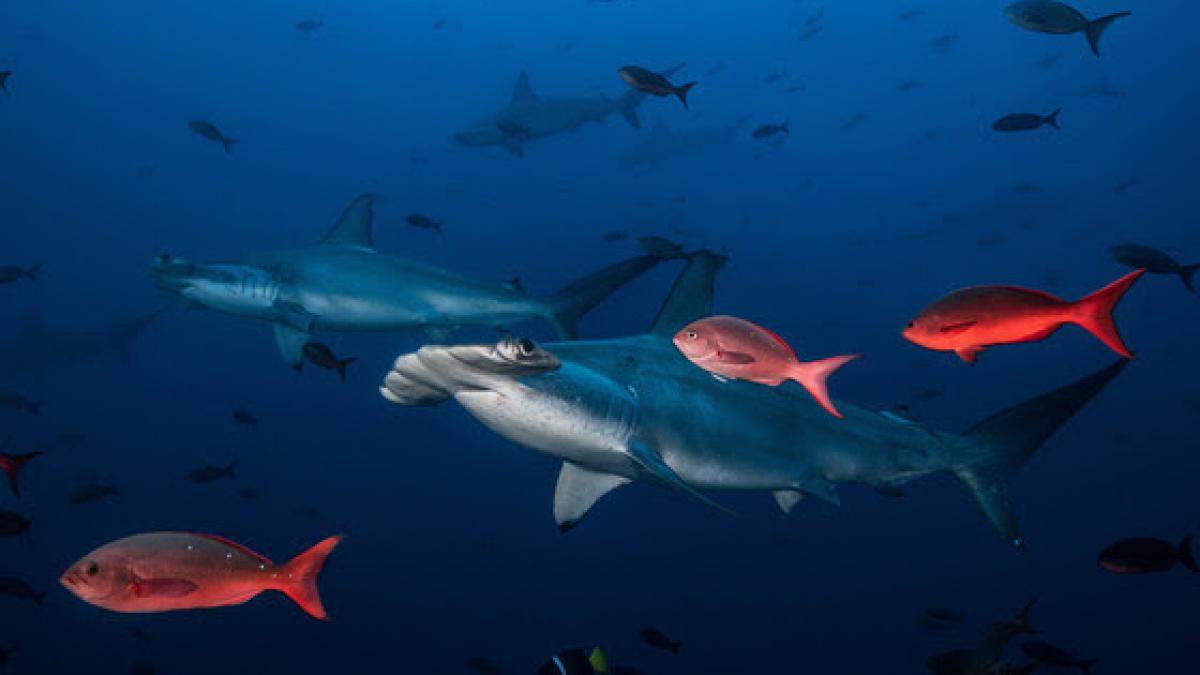 Multiple fish in the ocean Credit: Jordi Chias/CDF