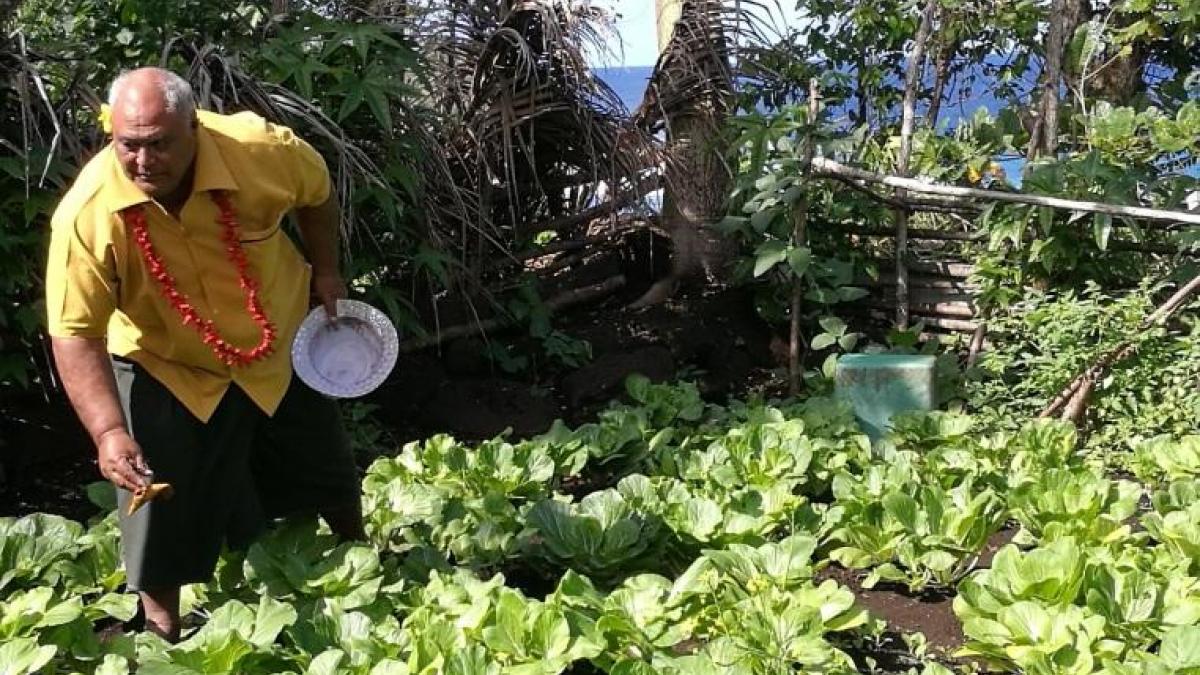 Kitchen Gardens Flourish in Samoa
