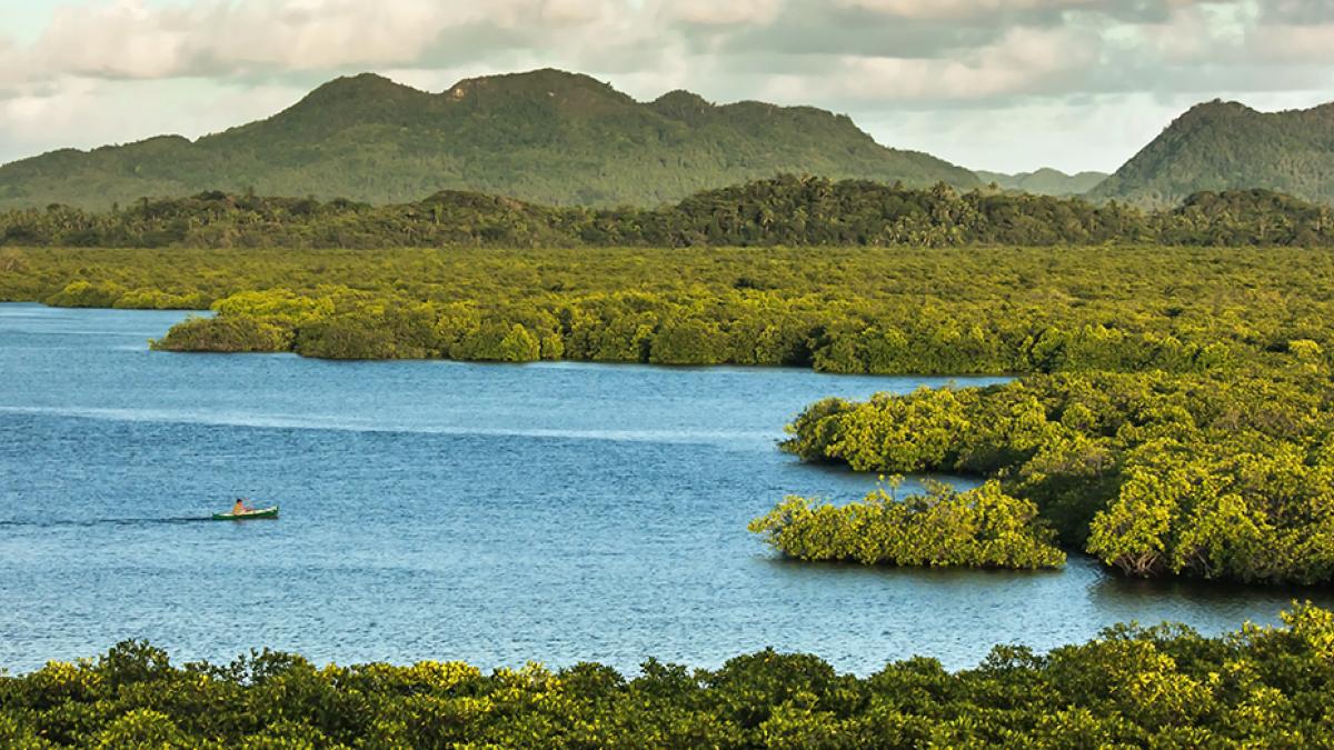 Panoramic photo of a mangrove landscape. A man can be seen paddling a canoe offshore.
