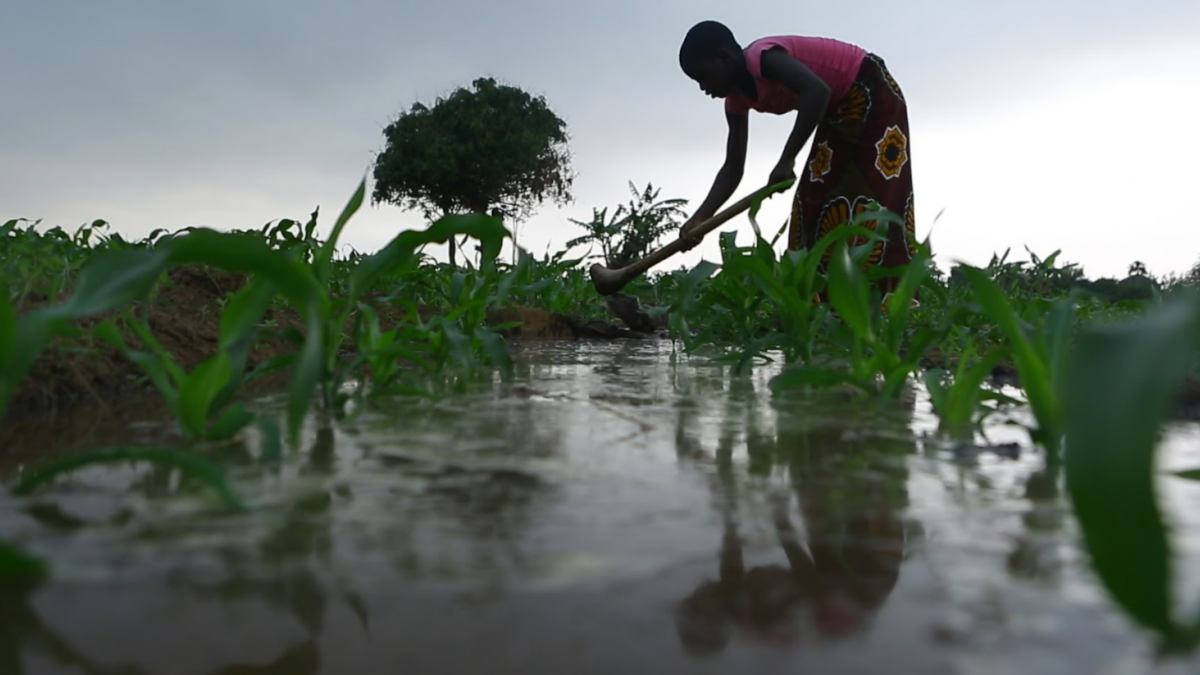 A woman works in a field, bending over plants submerged in water.