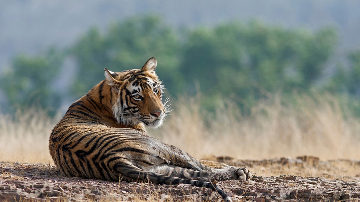 A tiger in repose on the ground.