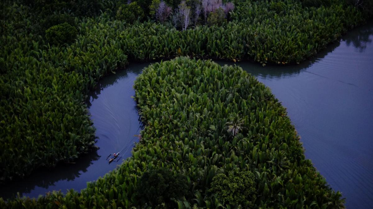 A boat floats along a river, which cuts through lush green mangroves.