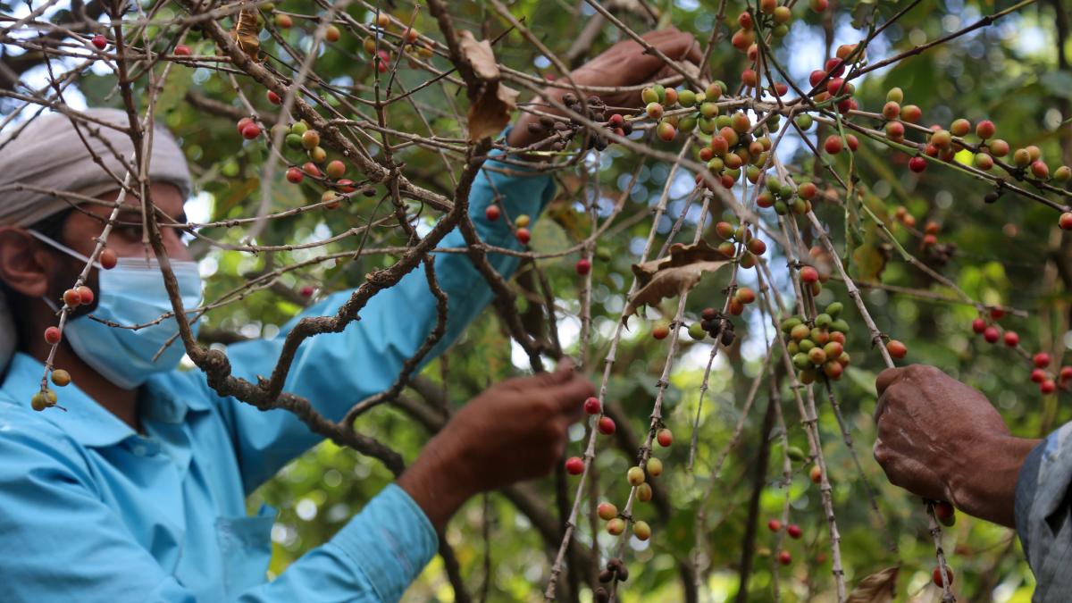 USAID helps Yemen coffee producers market their goods.