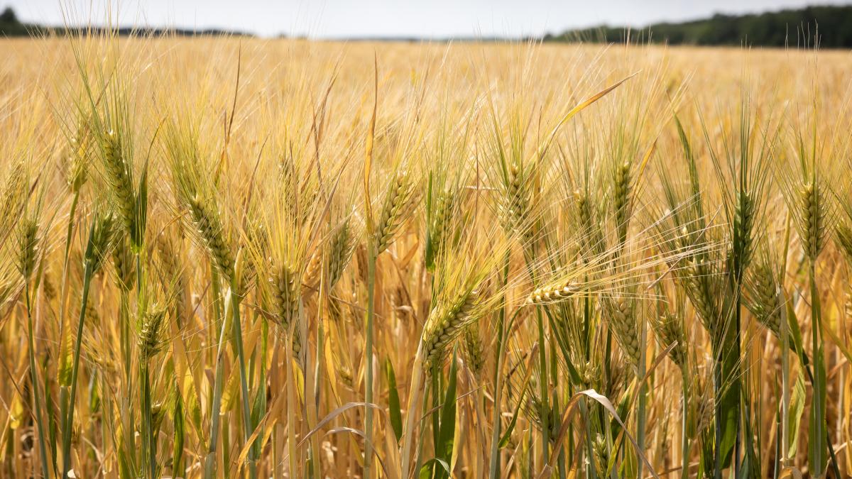 У липні USAID започаткувало Ініціативу стійкості сільського господарства (AGRI) в Україні, яка у воєнний час забезпечує с/г виробникам допомогу у зберіганні, перевезенні та експорті їхньої продукції. Це дозволяє аграріям отримувати доходи та підтримувати українську економіку. 