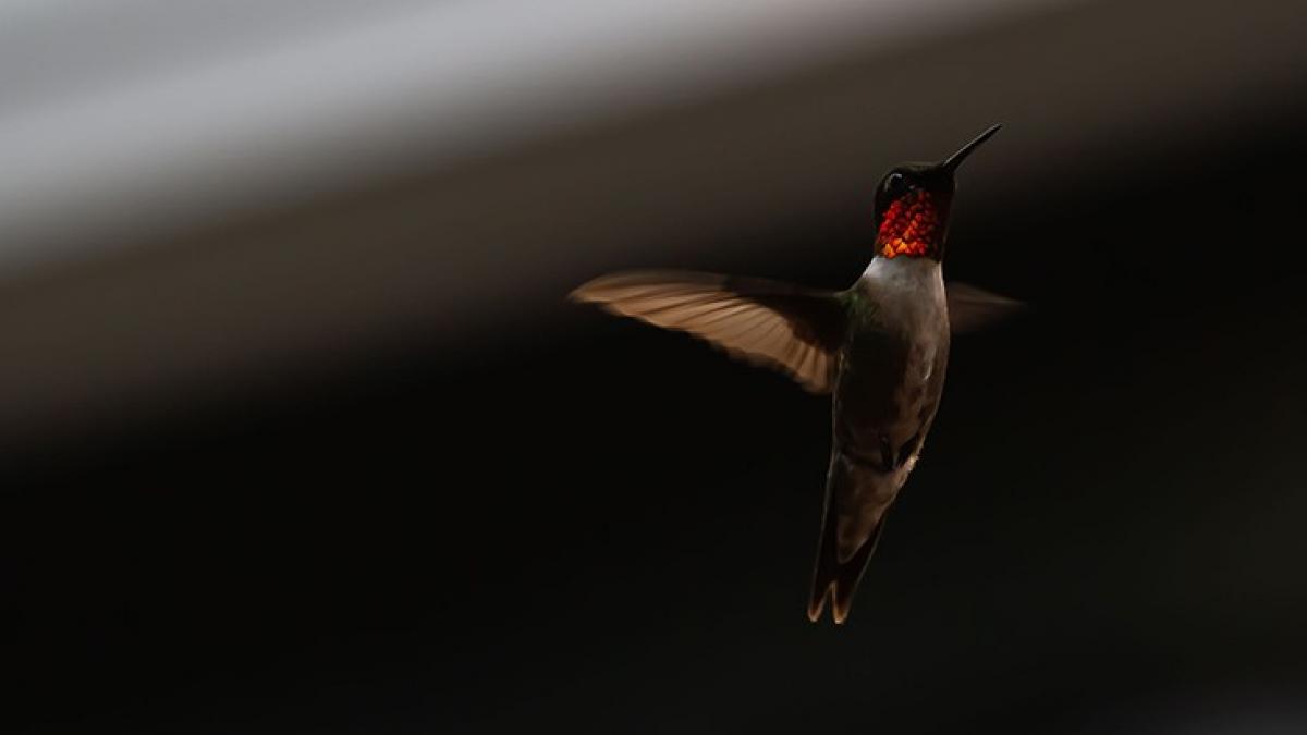 Ruby-throated hummingbird (Archilochus colubris) hovering and ready to feed in a backyard garden.