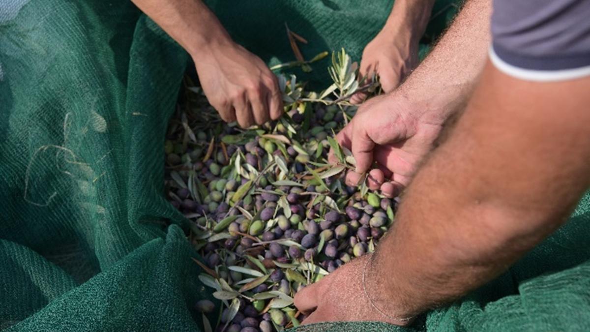 Olives are the main crop produced in the South, harvesting accounts for 40% of the total cost of olive production. 
