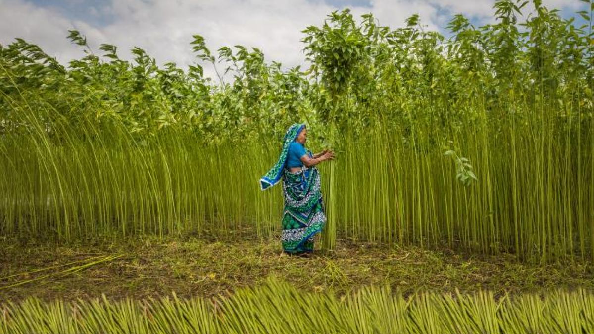 Jute Cultivation in Bangladesh. Credit: Moniruzzaman Sazal