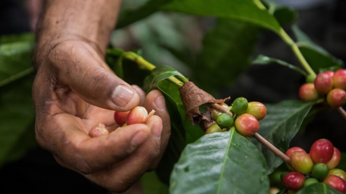 In the Dominican Republic, SPA supported a local coffee cooperative with the tools and training needed to scale up.