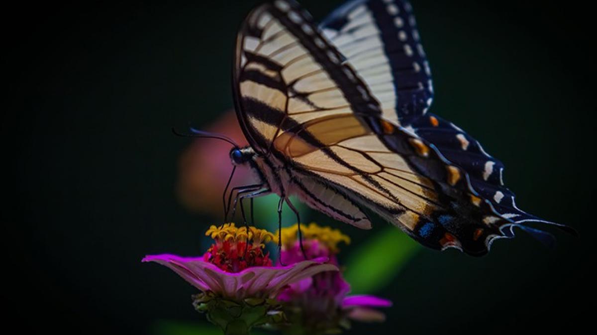 Eastern tiger swallowtail (Papilio glaucus) drinking nectar from zinnia flower.