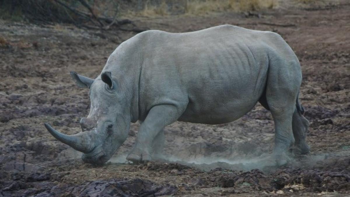 White rhino in Pilanesberg National Park, South Africa