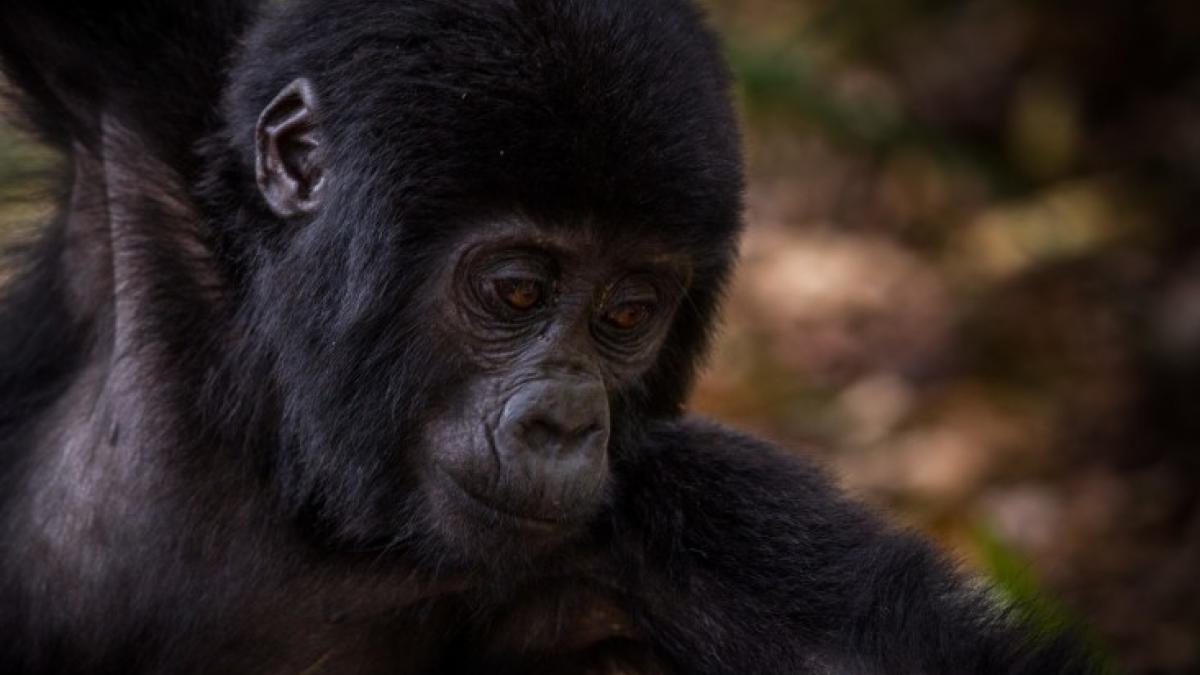 Gorilla trekking tours in Uganda help to fund other community initiatives, such as roads, schools, and healthcare.