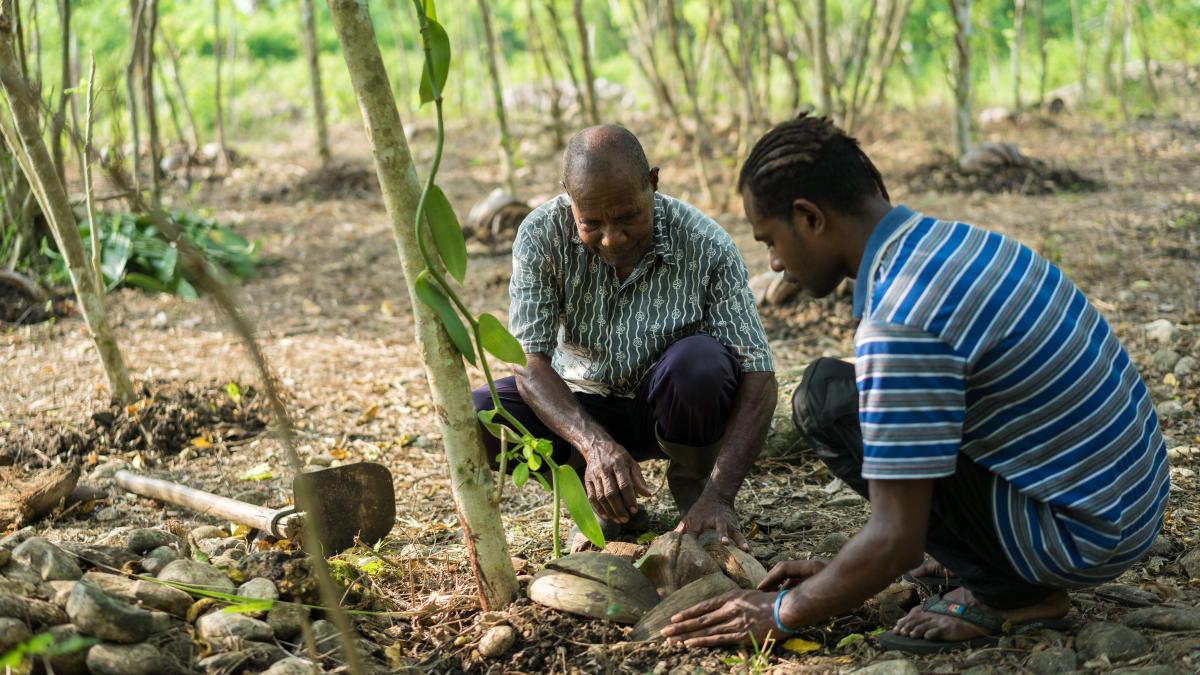 Farmer Agustinos Daka, 61, works with his 20-year-old son, Wilson, on his vanilla bean farm, planting a cutting of a vanilla bean plant. 