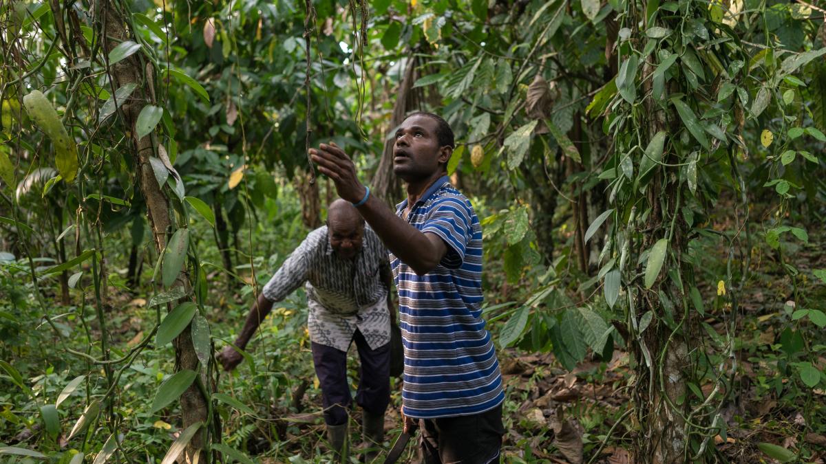 Farmer Agustinos Daka, 61, works with his 20-year-old son, Wilson, on his vanilla bean farm, planting a cutting of a vanilla bean plant.