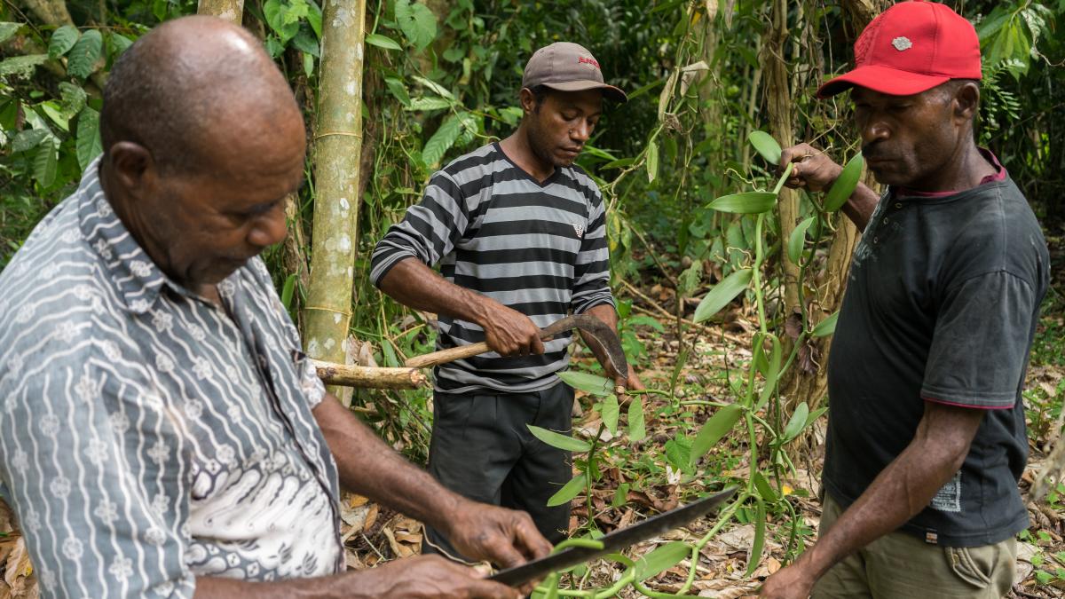 Indonesian vanilla farmers harvest the crop