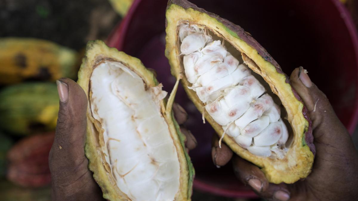 The cacao starting in its pod form